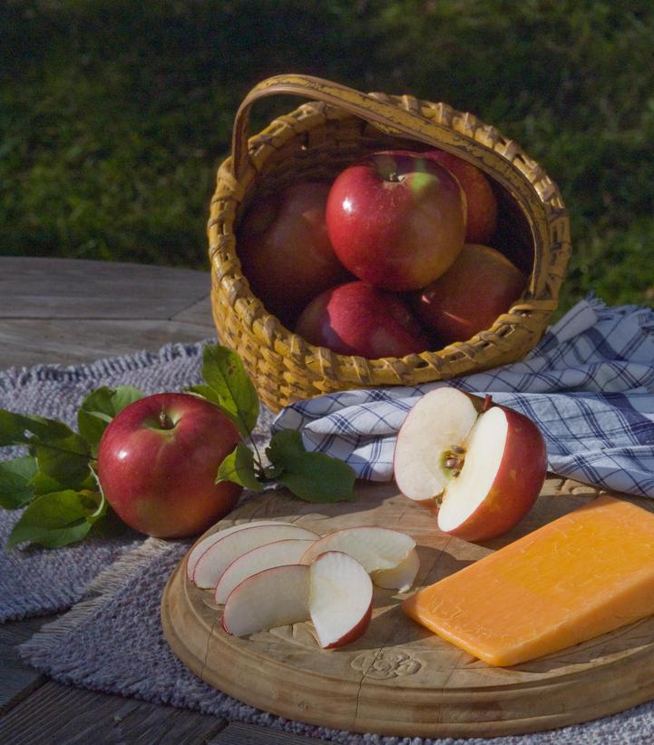 Malus SnowSweet® (SnowSweet® Apple)