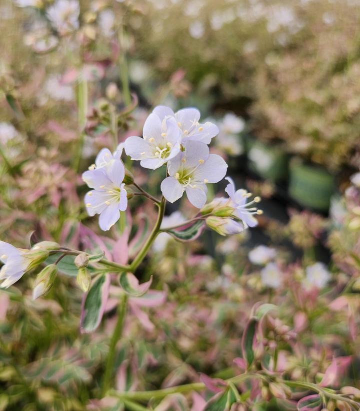 Polemonium r. Stairway to Heaven (Stairway to Heaven Jacobs Ladder)
