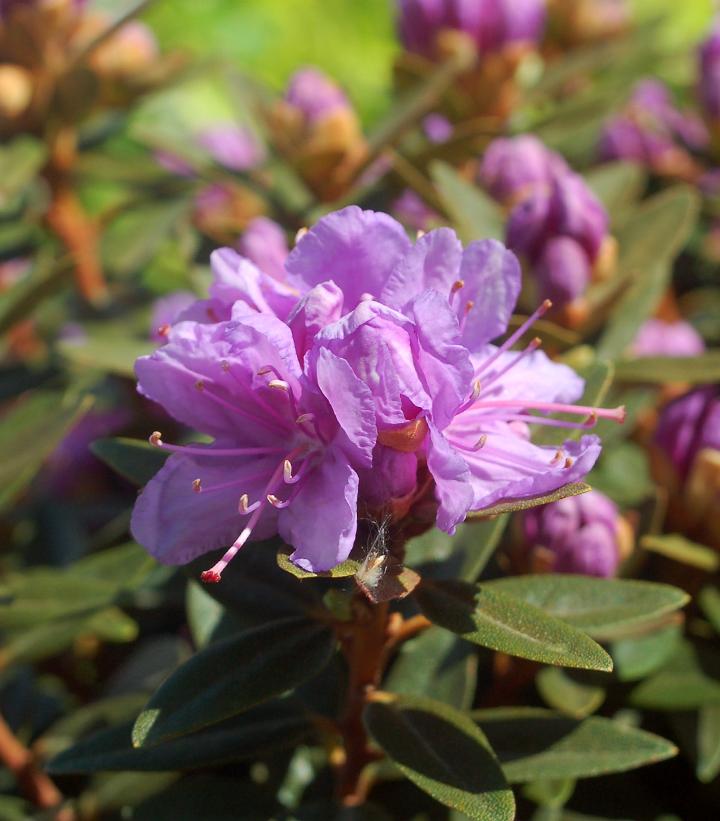 Rhododendron X 'Purple Gem' (Purple Gem Rhododendron)