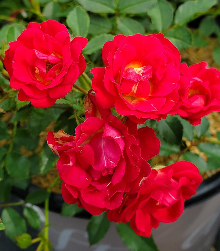 Rosa Red Drift® (Red Drift® Rose)