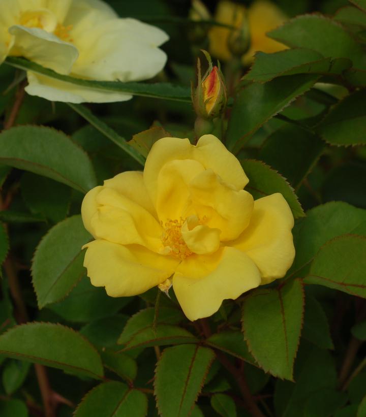 Rosa Sunny Knock Out® (Sunny Knock Out® Rose)