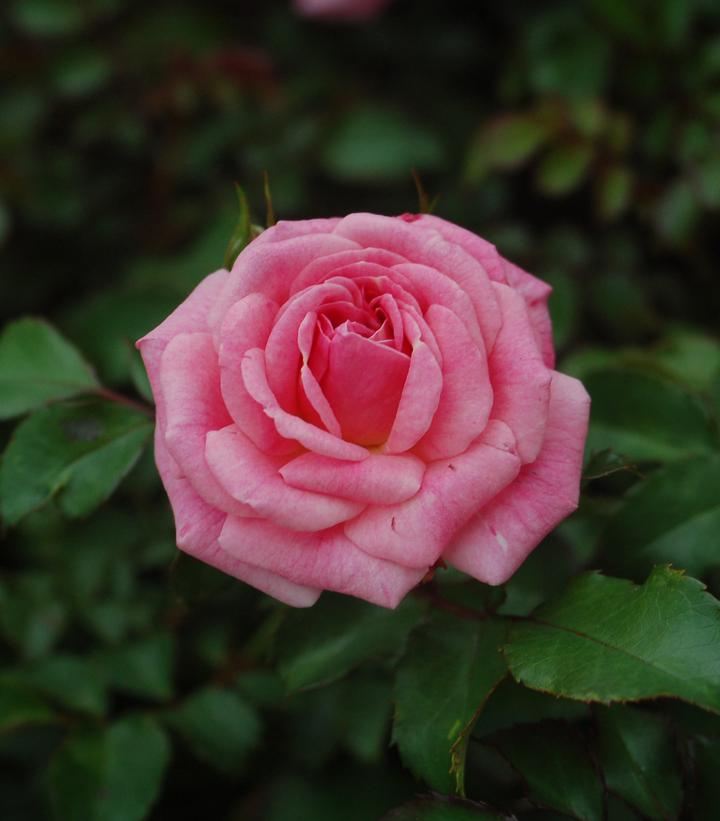 Rosa Sweet Drift® (Sweet Drift® Rose)