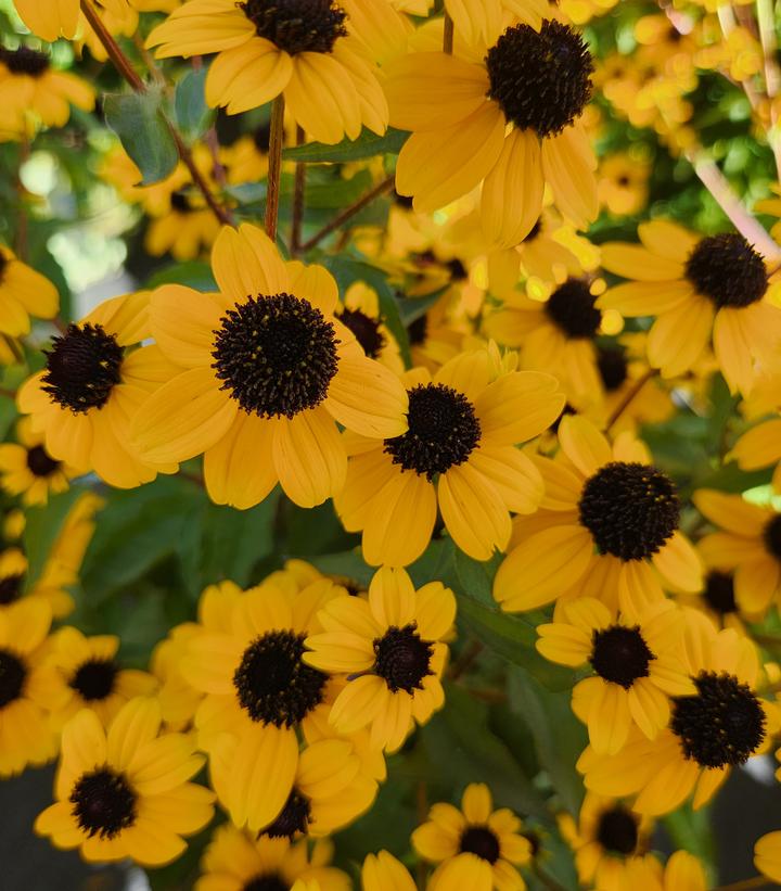 Rudbeckia triloba (Three Lobed Coneflower)