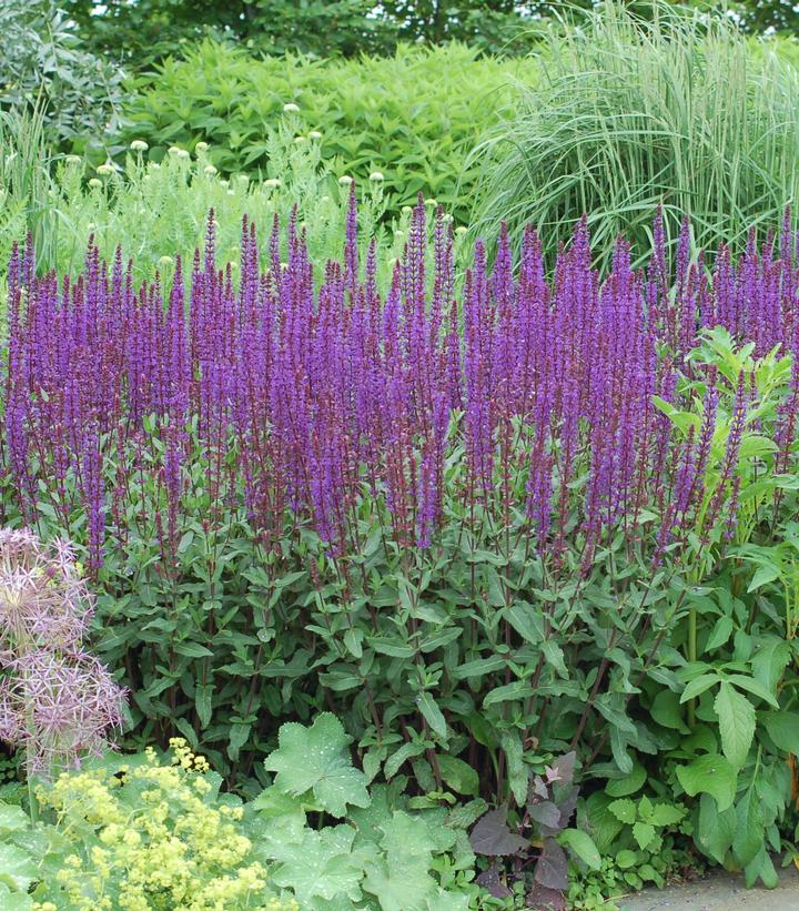 Salvia nemorosa Caradonna (Caradonna Meadow Sage)