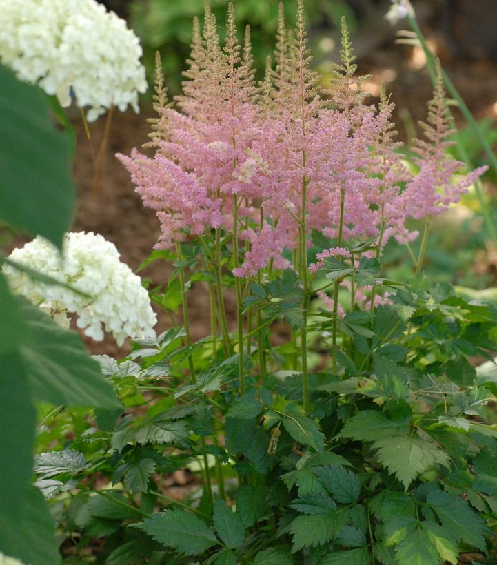 Astilbe chinensis Vision in Pink (Vision in Pink Astilbe)