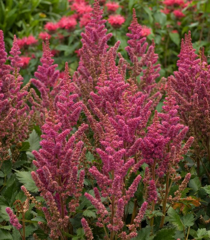 Astilbe chinensis Vision in Red (Vision in Red Astilbe)