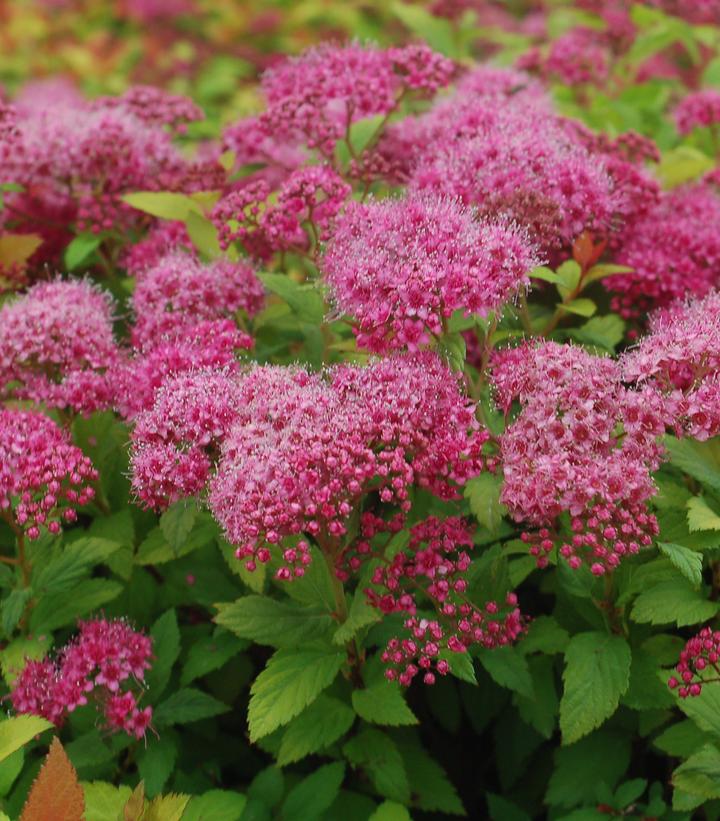 Spiraea jap. Magic Carpet (Magic Carpet Spiraea)