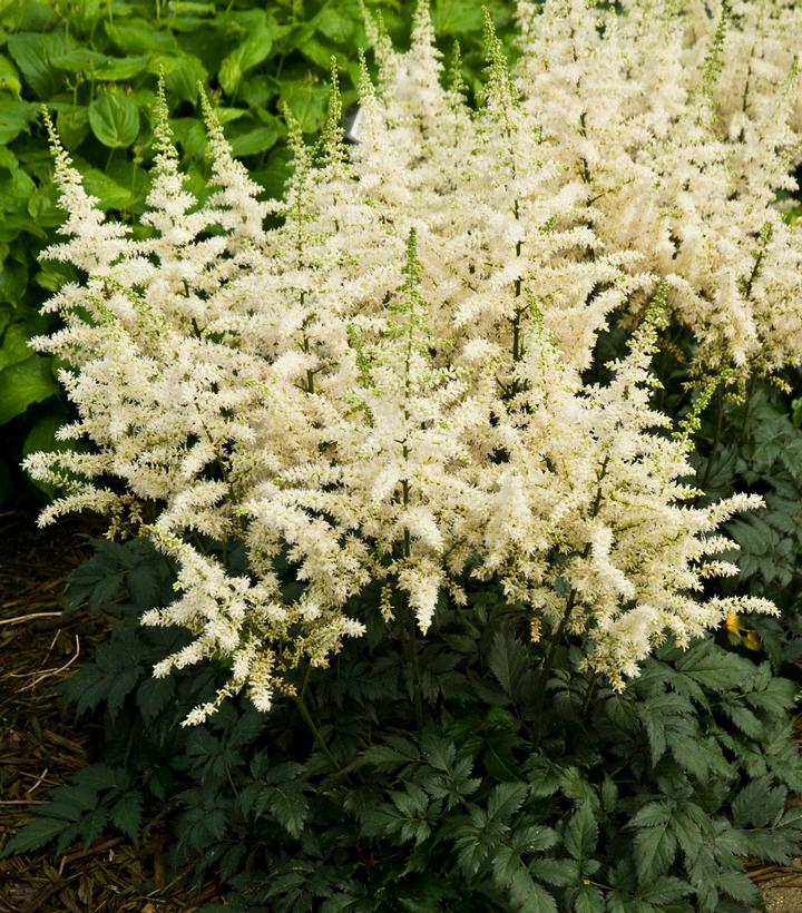 Astilbe chinensis Vision in White (Vison in White Chinese Astilbe)