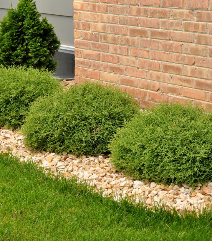 Thuja Mr. Bowling Ball® (Mr. Bowling Ball® American Arborvitae)