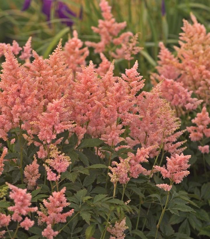 Astilbe Peach Blossom (Peach Blossom Astilbe)