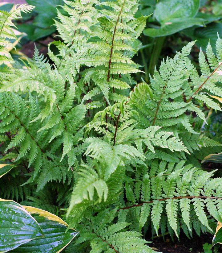 Athyrium filix femina Lady in Red (Lady in Red Lady Fern)