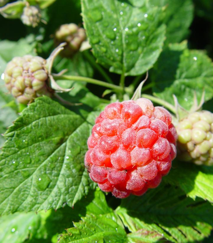 Rubus idaeus Bushel and Berry® Raspberry Shortcake® (Bushel and Berry® Raspberry Shortcake® Raspberry)