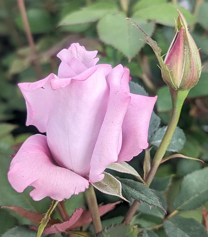 Rosa 'Blue Girl' (Blue Girl Hybrid Tea Rose)