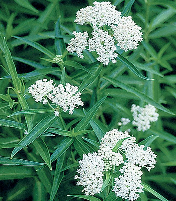 Asclepias incarnata 'Ice Ballet' (Ice Ballet Swamp Milkweed)