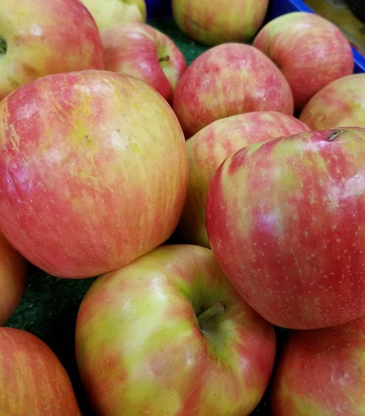 Malus X Honeycrisp (Honeycrisp Apple)