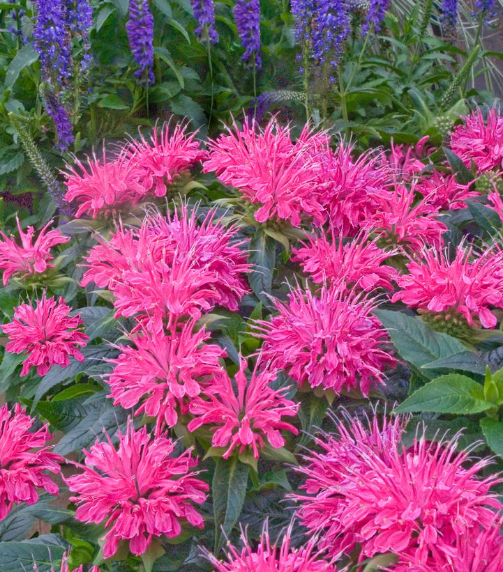 Monarda didyma Pardon My Pink (Pardon My Pink Bee Balm)