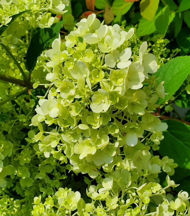 Hydrangea pan. Bobo® (Bobo® panicle Hydrangea)