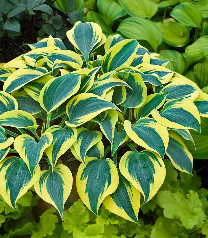 Hosta hybrid Shadowland® Autumn Frost (Shadowland® Autumn Frost Hosta)