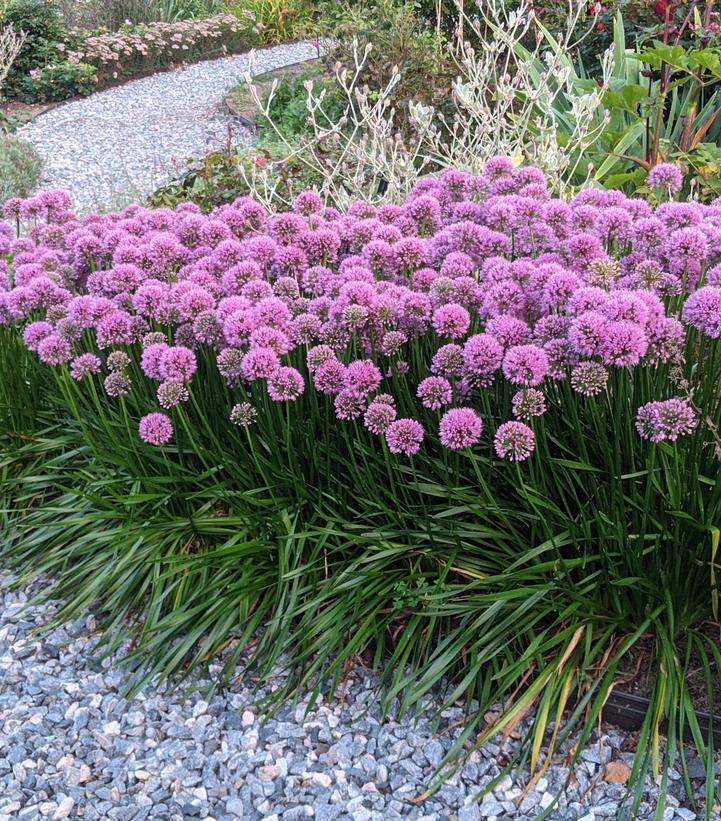 Allium 'Millenium' (Millenium Flowering Onion)