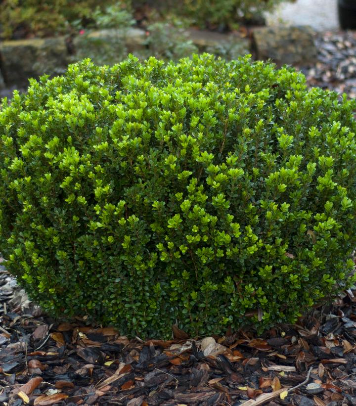 Buxus microphylla var. japonica Baby Gem™; (Baby Gem™; Boxwood)