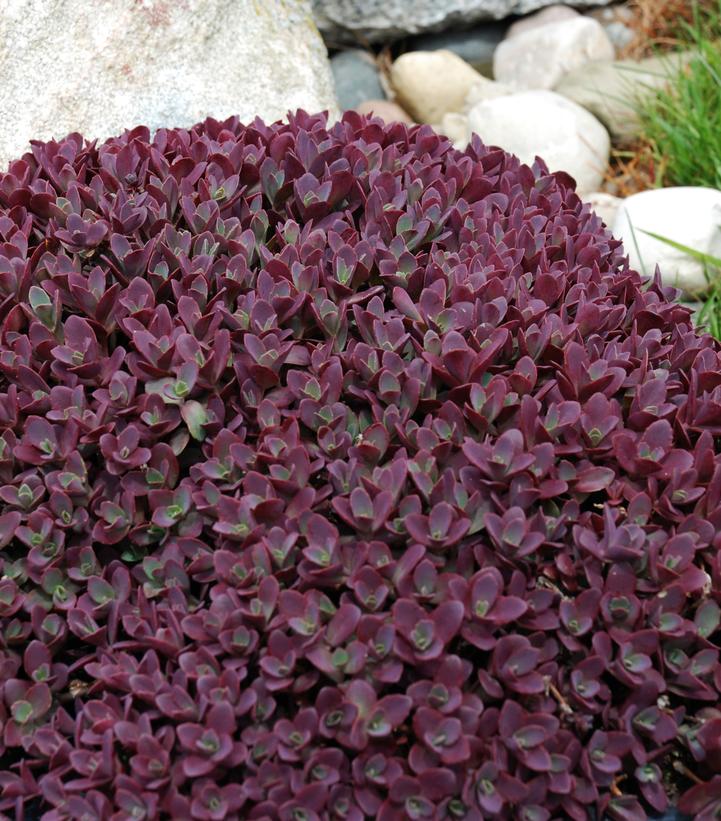 Sedum Sunsparkler® Firecracker (Firecracker Stonecrop)