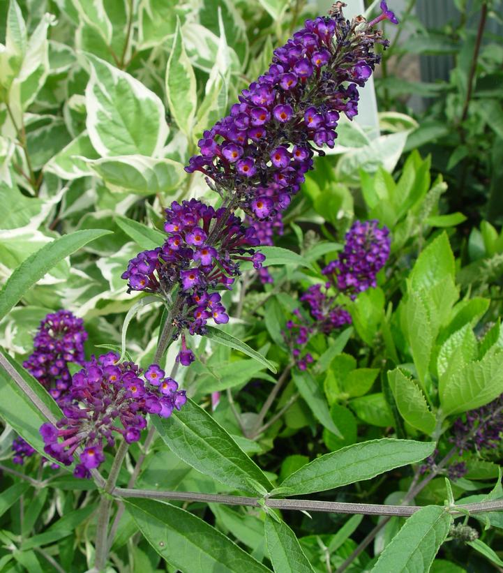 Buddleia davidii Black Knight (Black Knight Butterfly Bush)