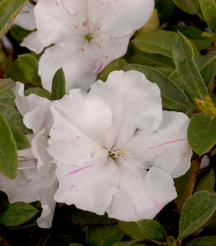Azalea Encore® Autumn Lily® (Encore® Autumn Lily® Reblooming Azalea)
