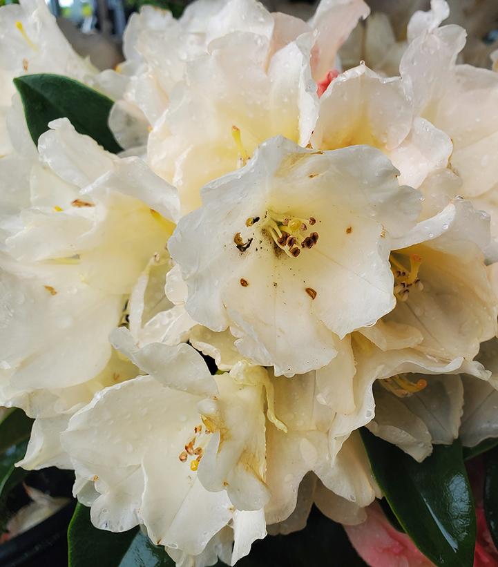 Rhododendron yak. Golden Torch (Golden Torch Rhododendron)