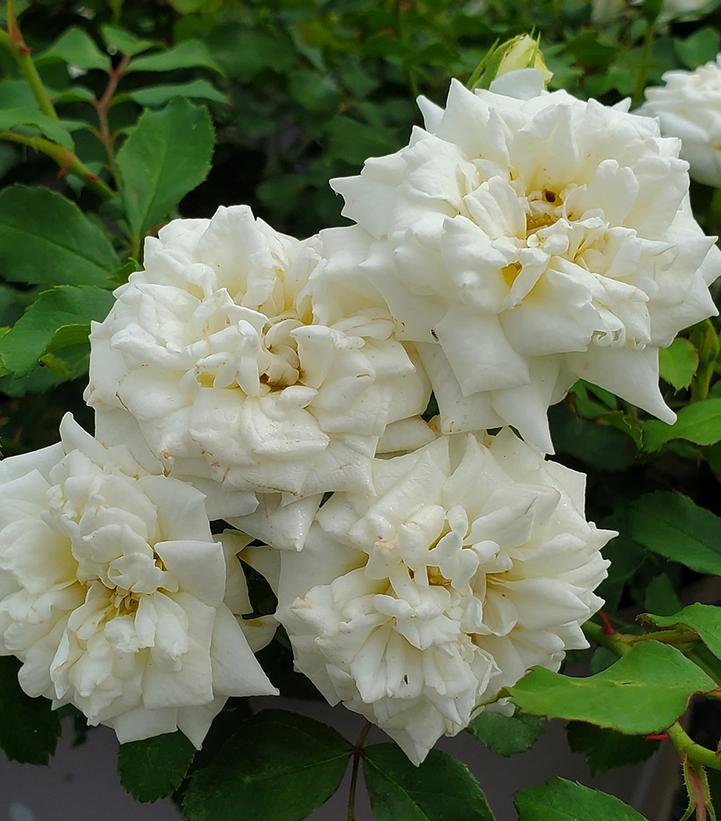Rosa White Drift® (White Drift® Rose)