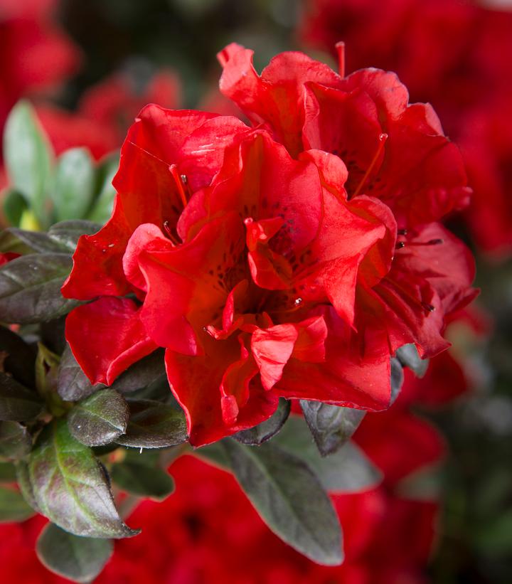 Azalea Encore® Autumn Fire® (Encore® Autumn Fire® Reblooming Azalea)