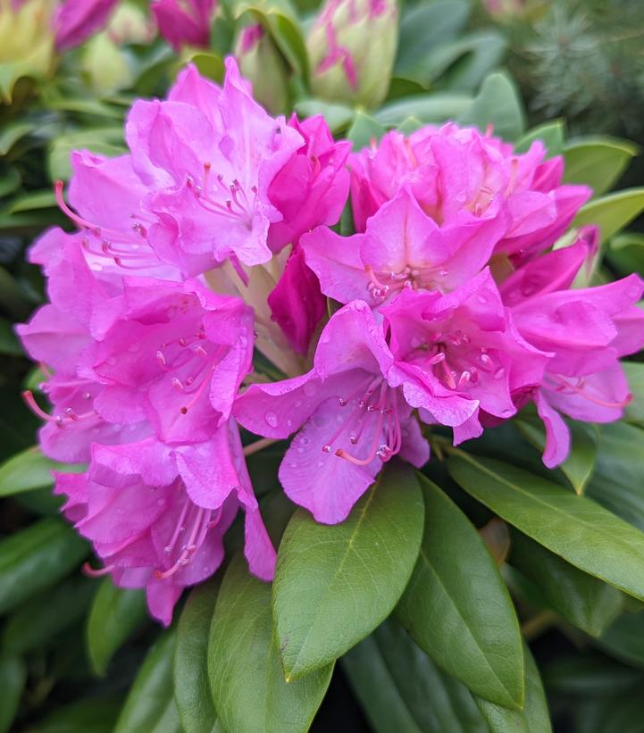 Rhododendron cat. 'Roseum Pink' (Roseum Pink Rhododendron)