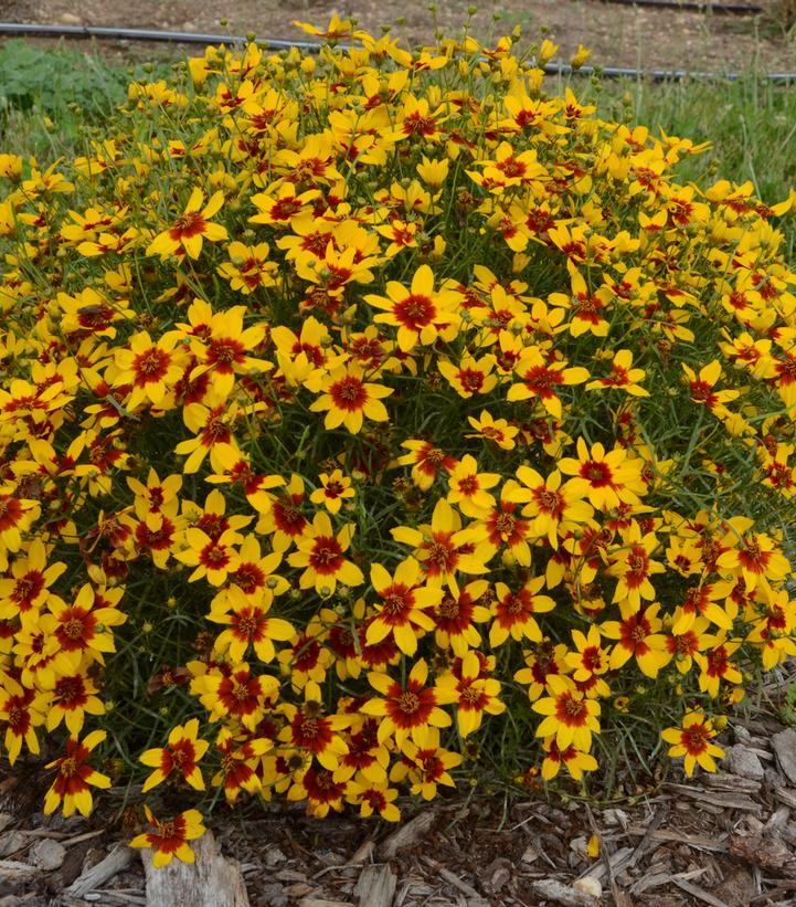 Coreopsis Sizzle & Spice™; Curry Up (Sizzle & Spice™; Curry Up Tickseed)