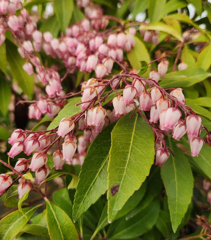 Pieris jap. 'Katsura' (Katsura Andromeda)