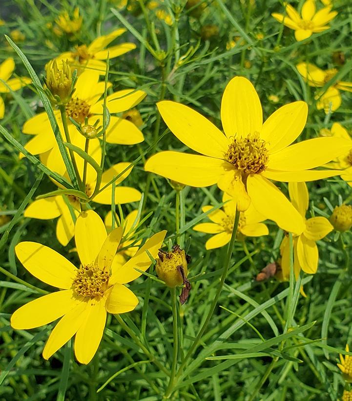 Coreopsis verticillata Zagreb (Zagreb Tickseed)
