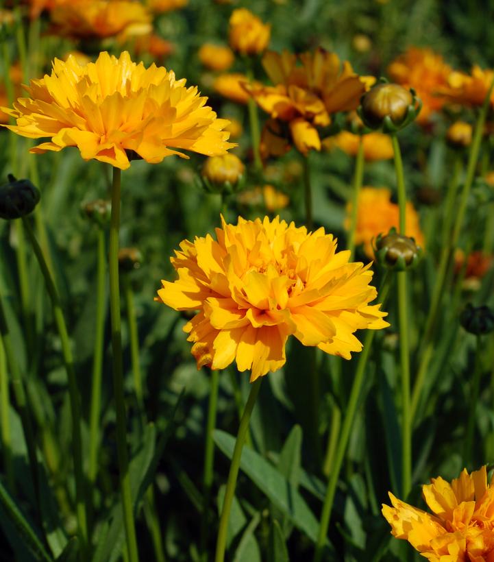 Coreopsis grand. Early Sunrise (Early Sunrise Tickseed)