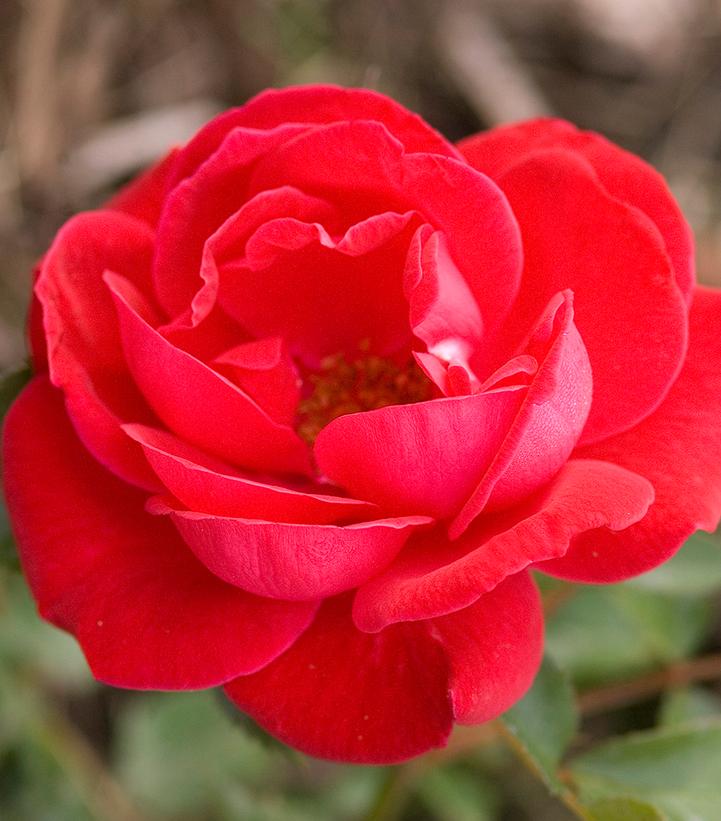 Rosa Easy Elegance® Como Park (Como Park Rose)