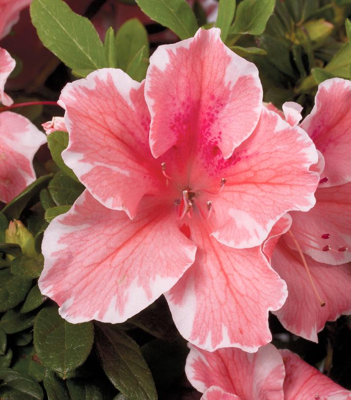 Azalea Encore® Autumn Sunburst® (Encore® Autumn Sunburst® Reblooming Azalea)