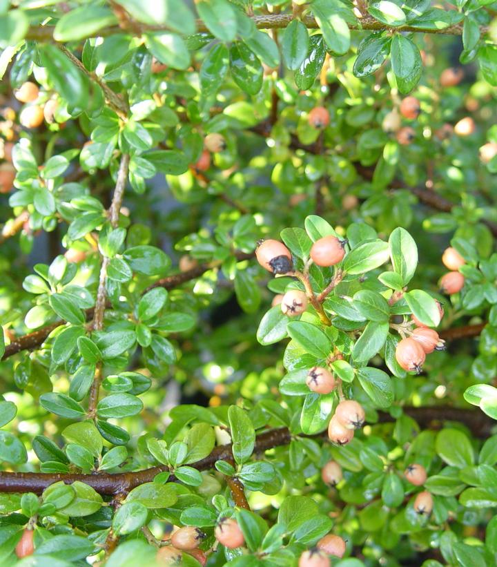Cotoneaster dammeri Coral Beauty (Coral Beauty Cotoneaster)