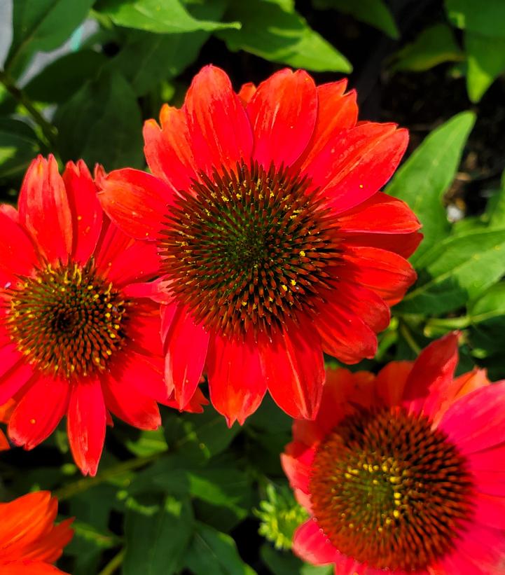 Echinacea purpurea SUMMERSONG™; Firefinch™; (Firefinch™; Coneflower)