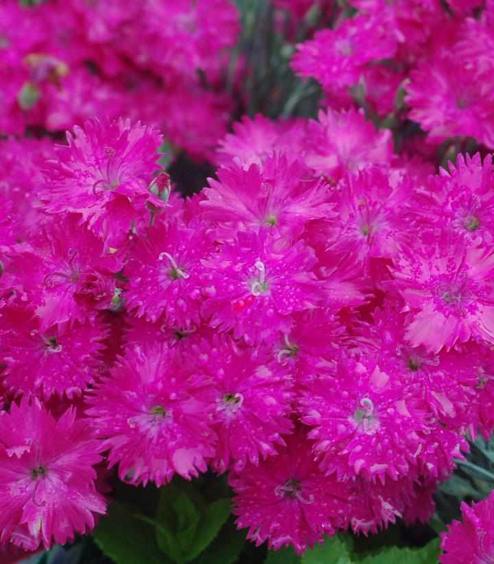 Dianthus Neon Star (Neon Star Pinks)