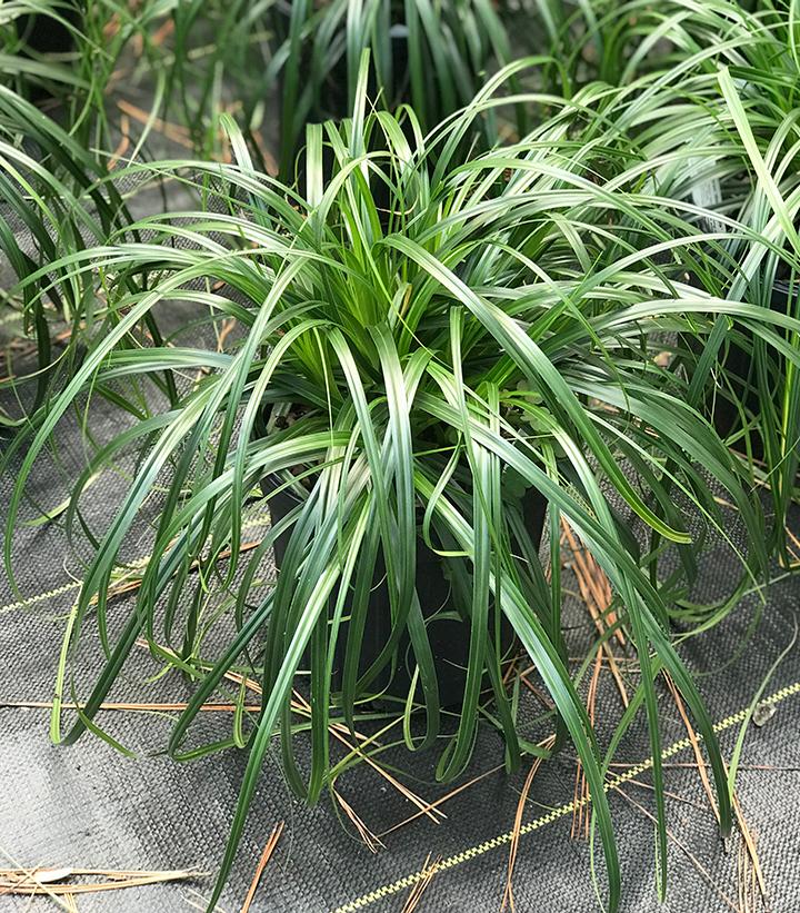 Carex 'Ribbon Falls' (Ribbon Falls Sedge)