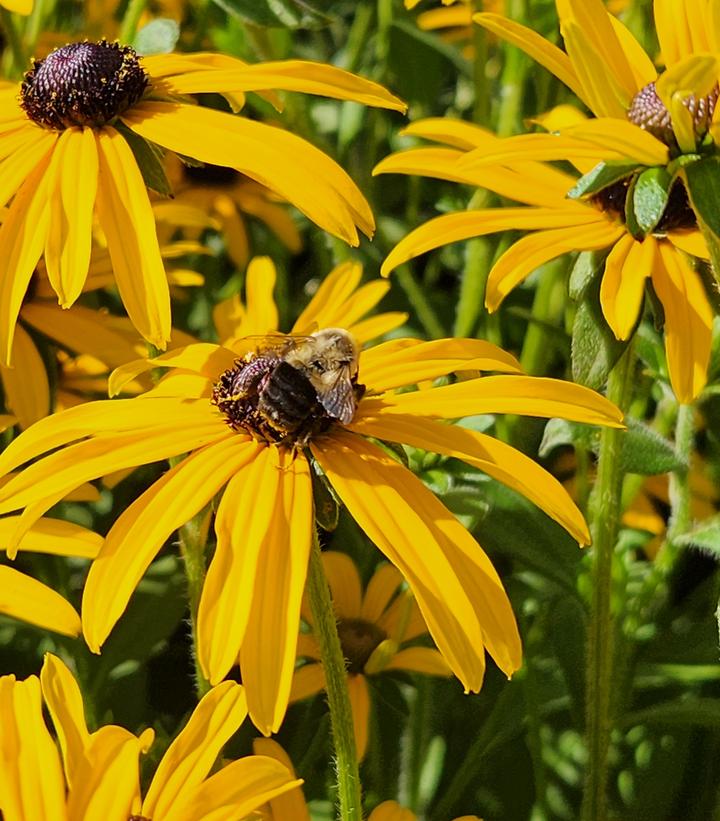 Rudbeckia fulgida deamii (Black Eyed Susan)