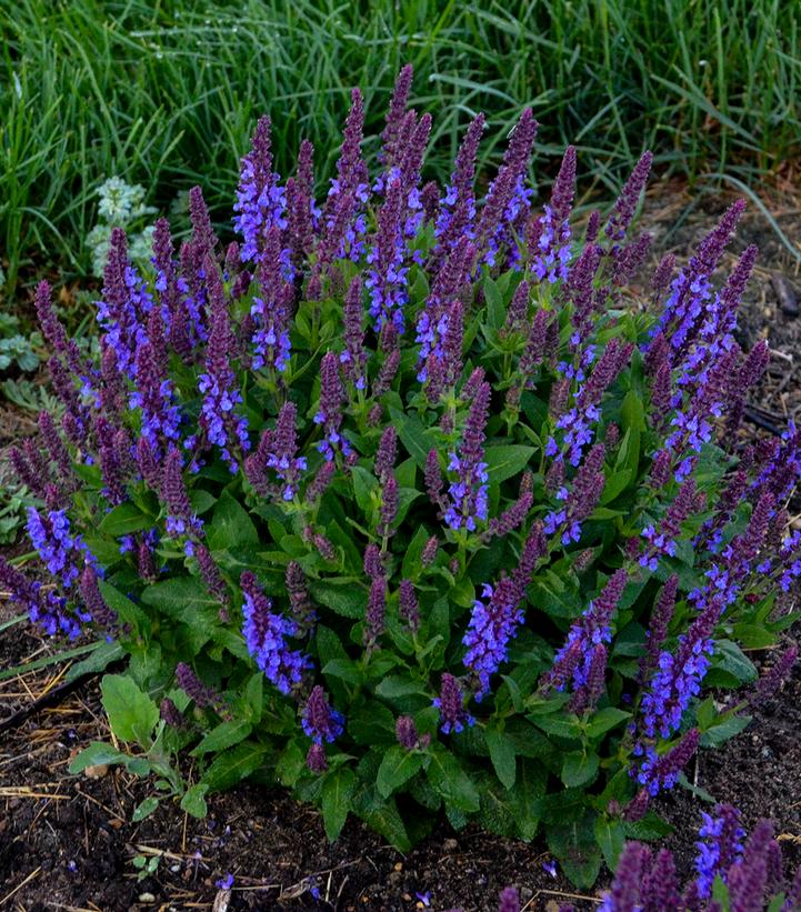 Salvia nemerosa 'Violet Profusion' ('Violet Profusion' Perennial Salvia)