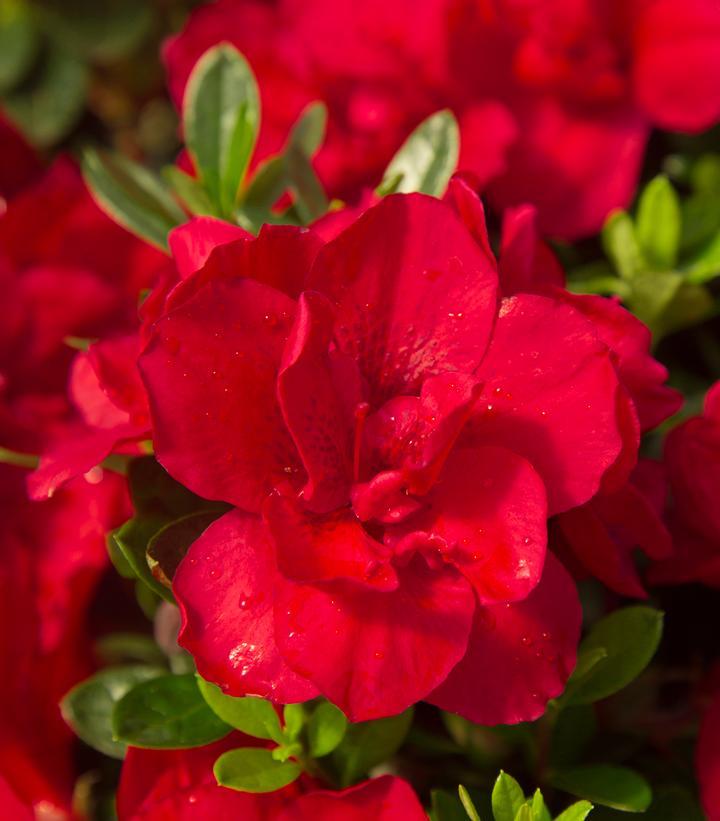 Azalea Encore® Autumn Bonfire® (Encore® Autumn Bonfire® Reblooming Azalea)