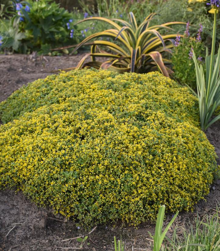 Sedum hybrid Rock 'N Grow® 'Yellow Brick Road' (Rock 'N Grow® 'Yellow Brick Road' Stonecrop)