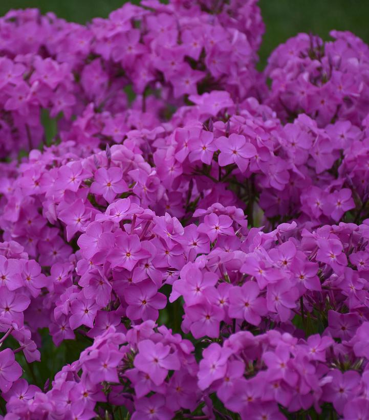 Phlox hybrid 'Opening Act Ultrapink' (Opening Act Ultrapink Hybrid Phlox)