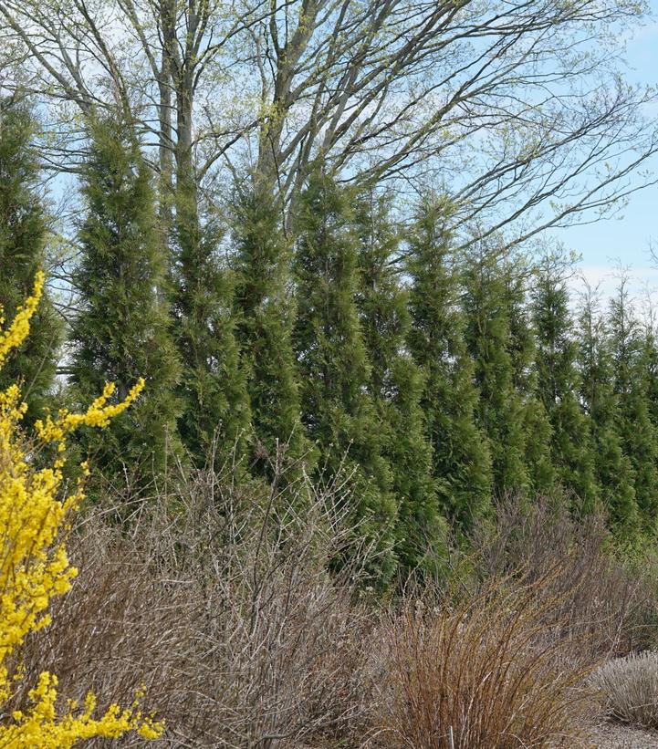 Thuja occidentalis Full Speed A Hedge® ('American Pillar' Arborvitae)