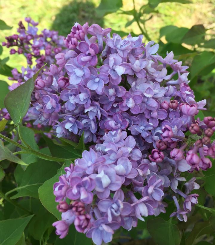 Syringa x hyd. Scentara® Double Blue (Double Blue Lilac)