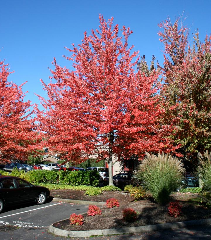 Acer rubrum Red Sunset® (Red Sunset® Red Maple)