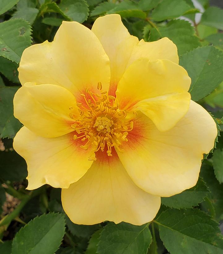 Rosa x Ringo® (Ringo Rose)